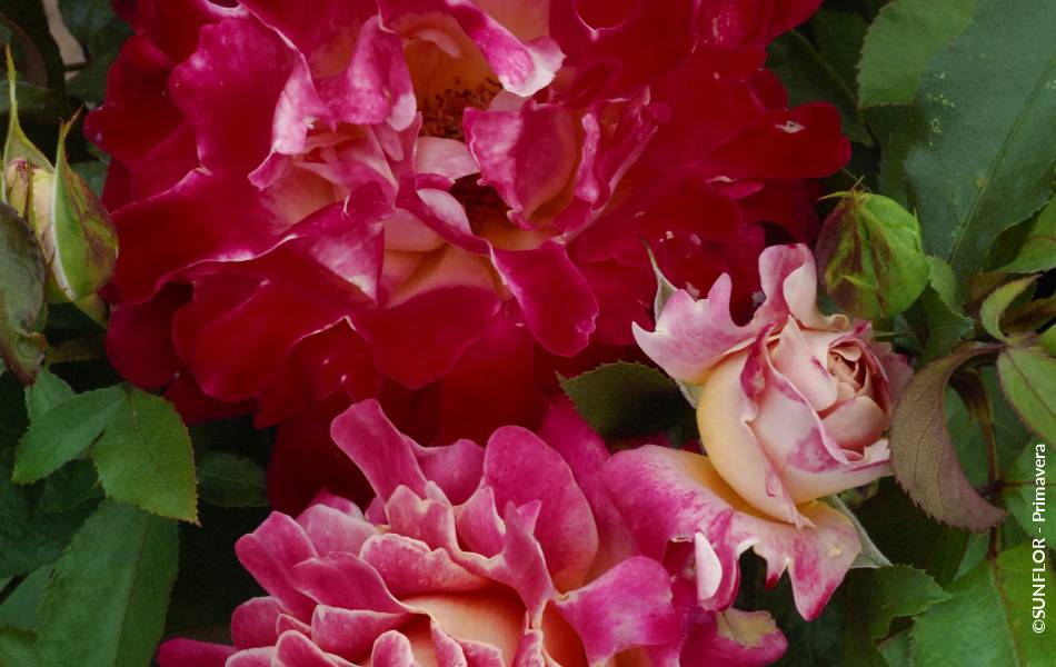 ©SUNFLOR - Primavera